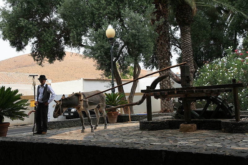 Kanary_2010 042